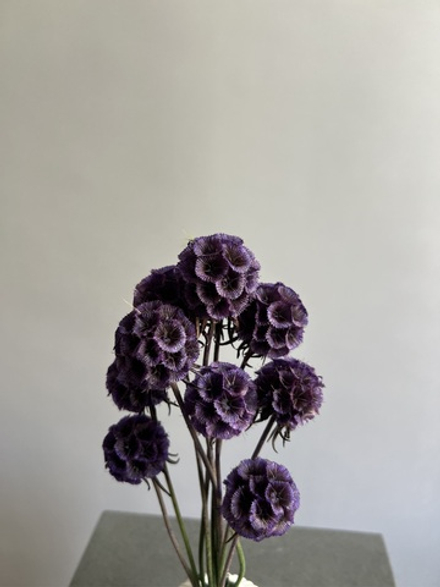 Скабиоза сиреневая