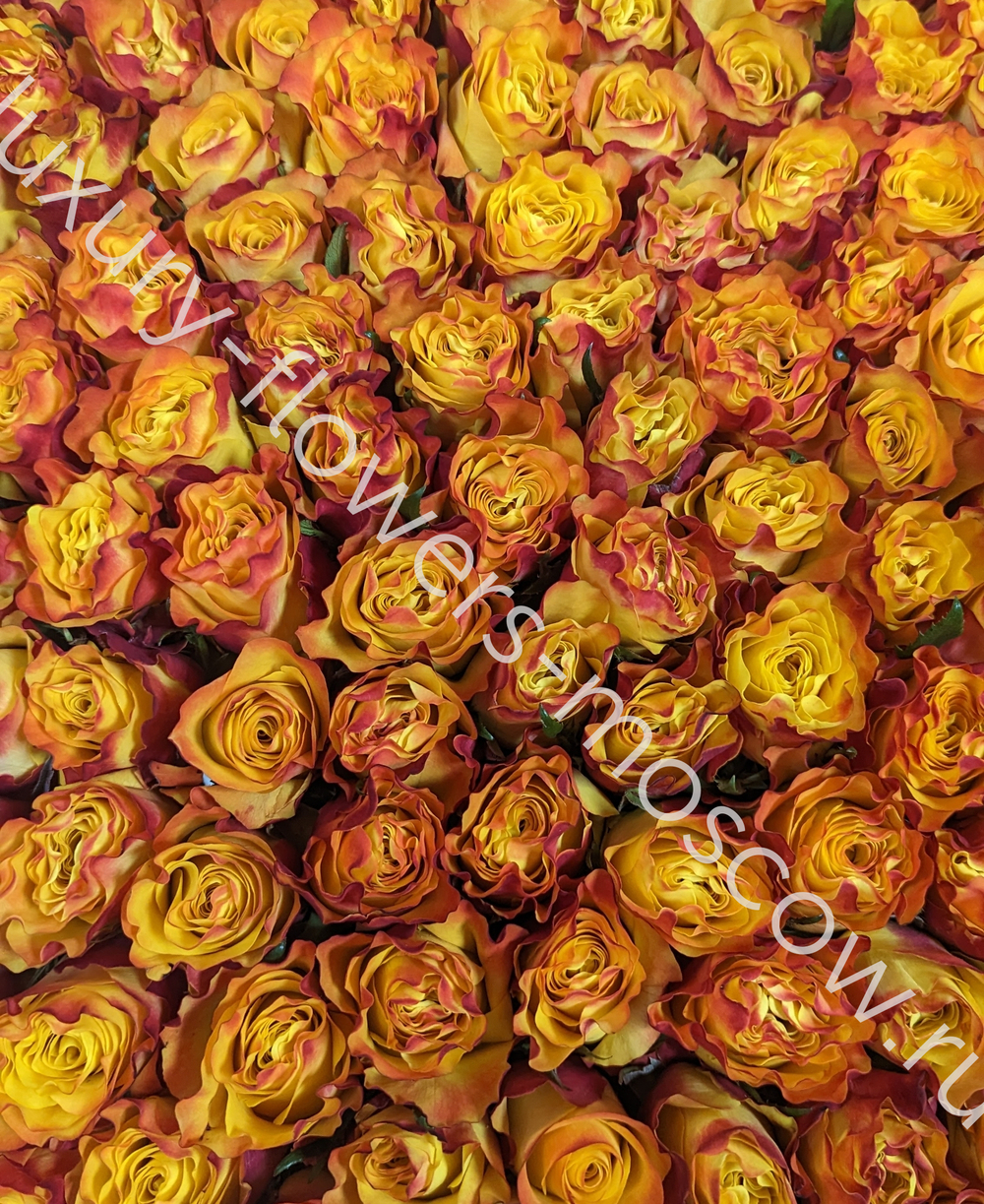 501 оранжево-золотая роза в корзине