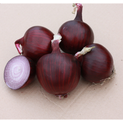 Антарес F1 семена лука репчатого (Гавриш)