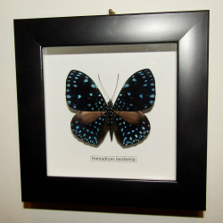 Бабочка Hamadryas laodamia в рамке