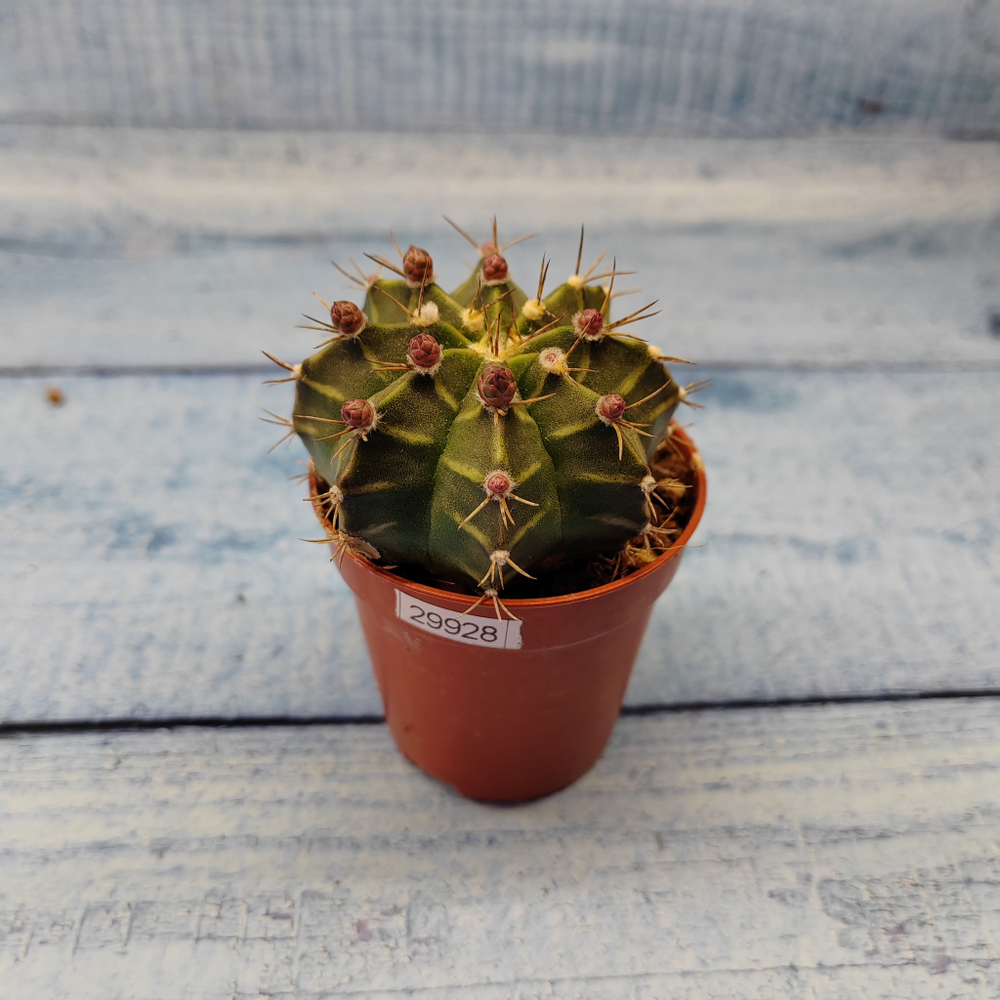 Gymnocalycium Friedrichii (Гимнокалициум)