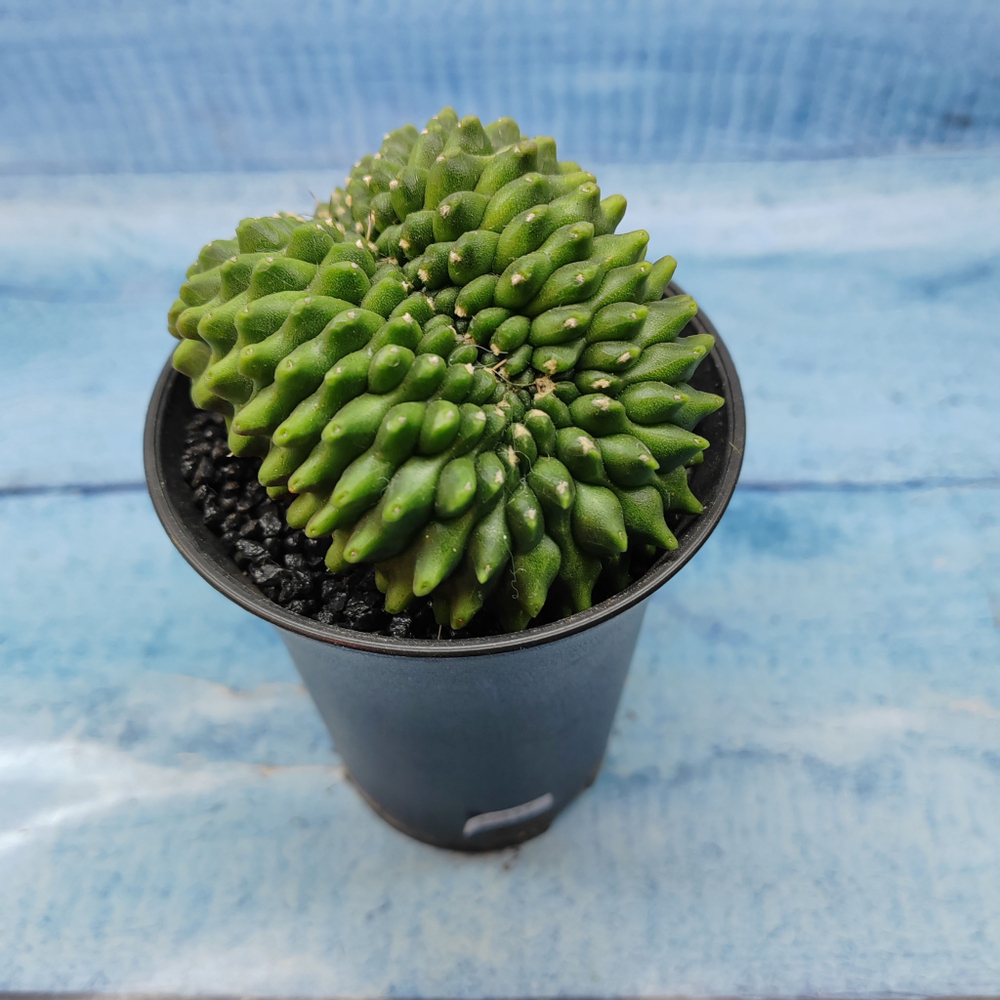 Gymnocalycium Spineless Crested form (Гимнокалициум Кристатный)