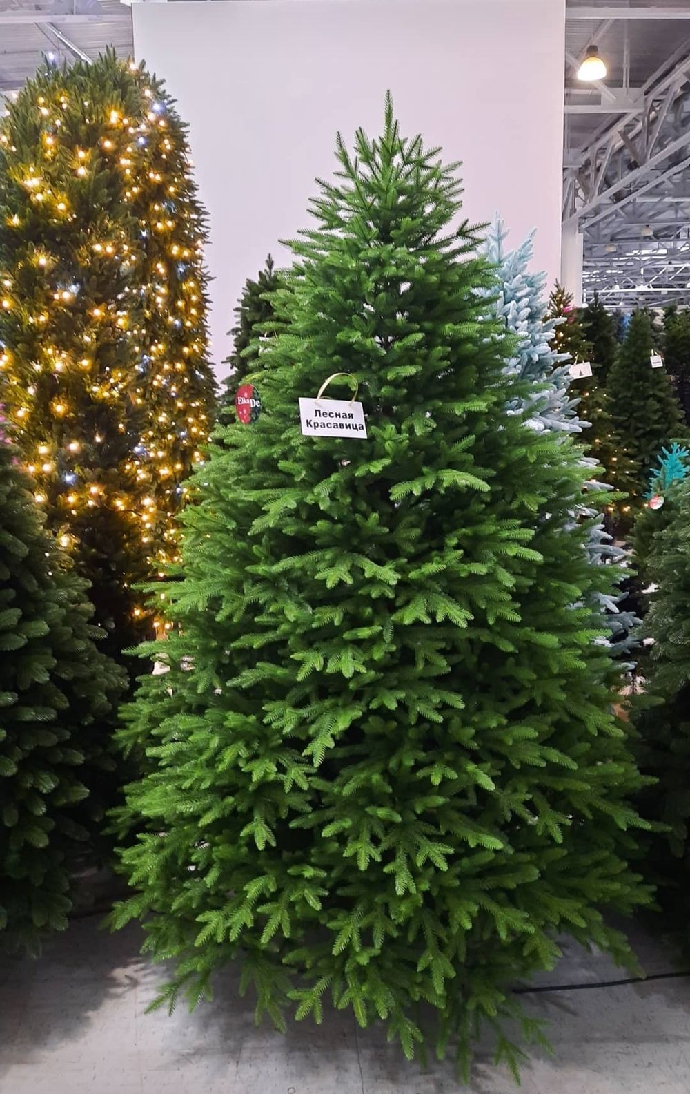 пышная густая ель "лесная красавица"