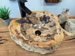 Раковина из окаменелого дерева OD-65695 46х40х15 из натурального камня