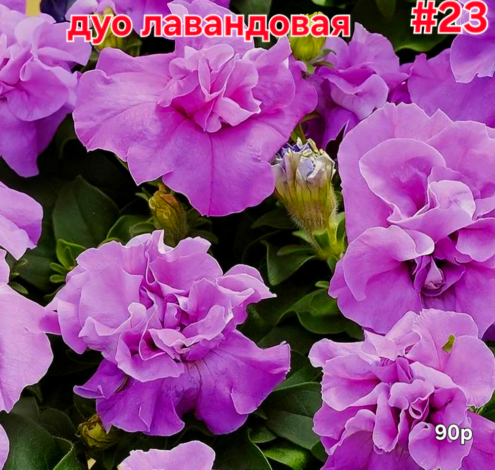 РАССАДА ПЕТУНИИ МАХРОВОЙ ДУО ЛАВАНДОВАЯ № 23