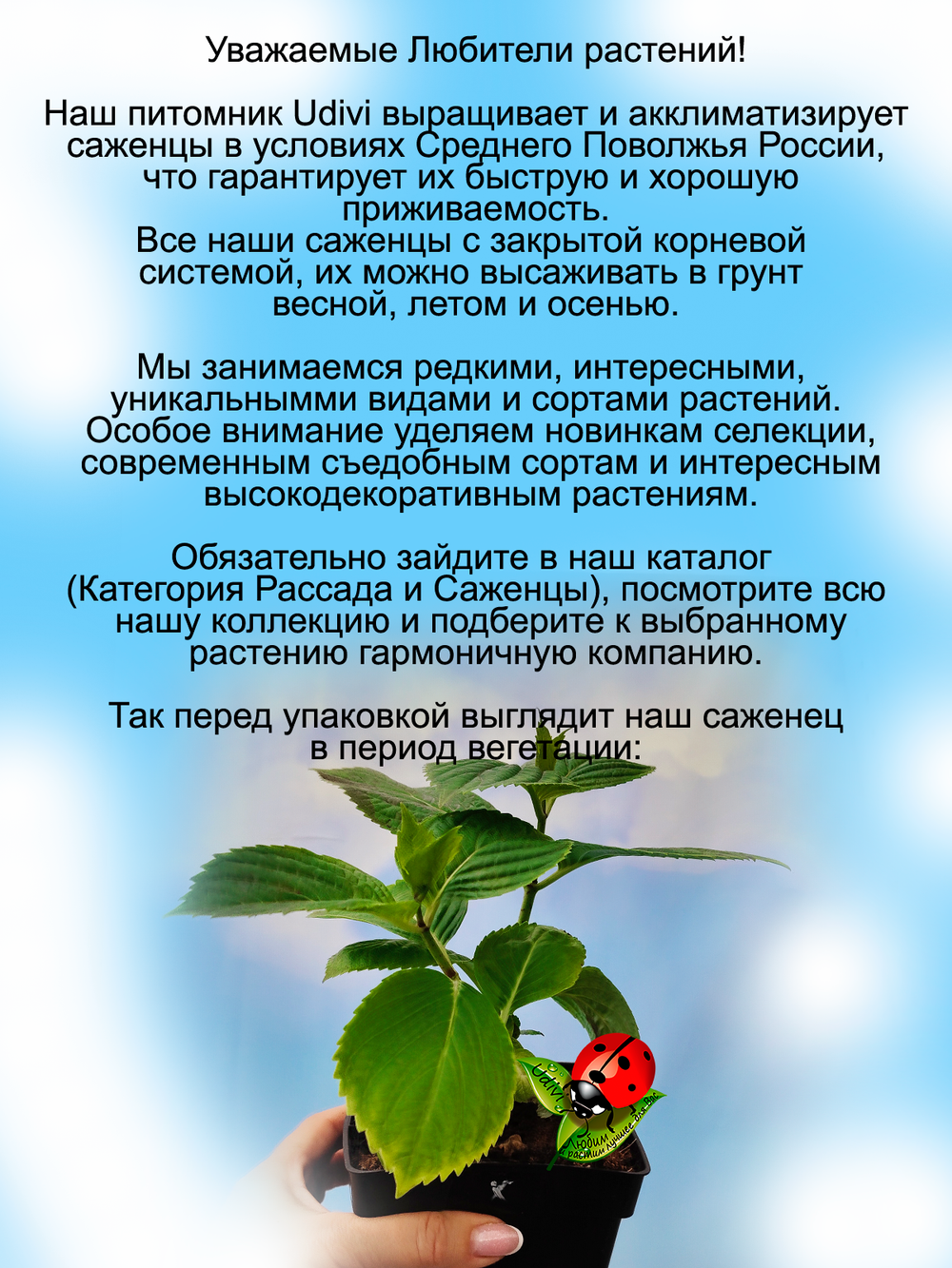 Гортензия Огненно красная Хот ред крупнолистная