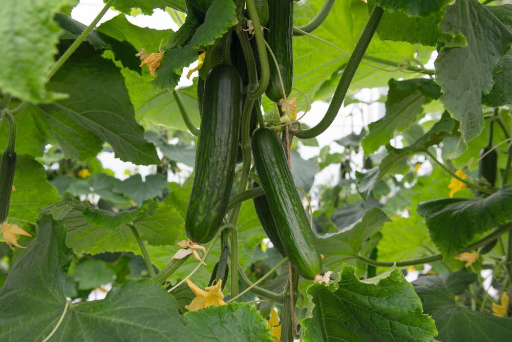 Огурец Йилдо F1