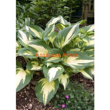 Хоста Кристмас Кэнди