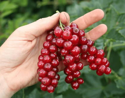 Смородина красная Ролан