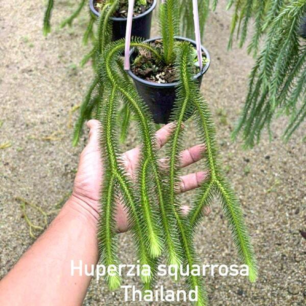 Хуперция H.SQUARROSA THAILAND