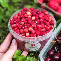 Земляника лесная / 450 мл (200-230 гр)