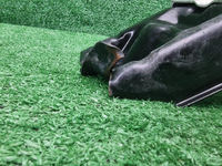 Усилитель передний Toyota RAV4 5 XA50 (2018-н.в.)