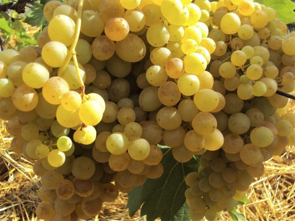 Виноград Кишмиш 342 1шт