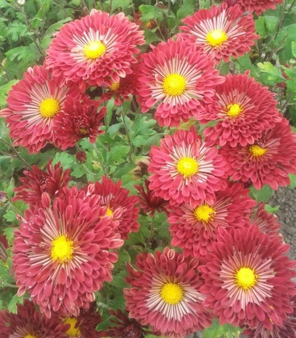 Хризантема корейская Вересневый бисер