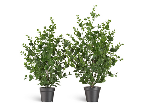 Эвкалипт куст зелёный