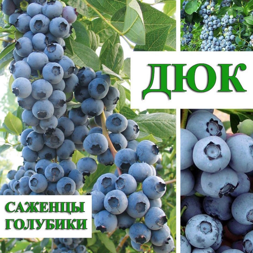 Голубика высокорослая ДЮК С3 Закупка М44 наличие 2026