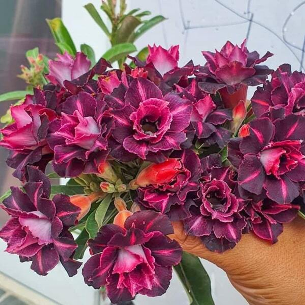 Адениум обесум 327 Angela