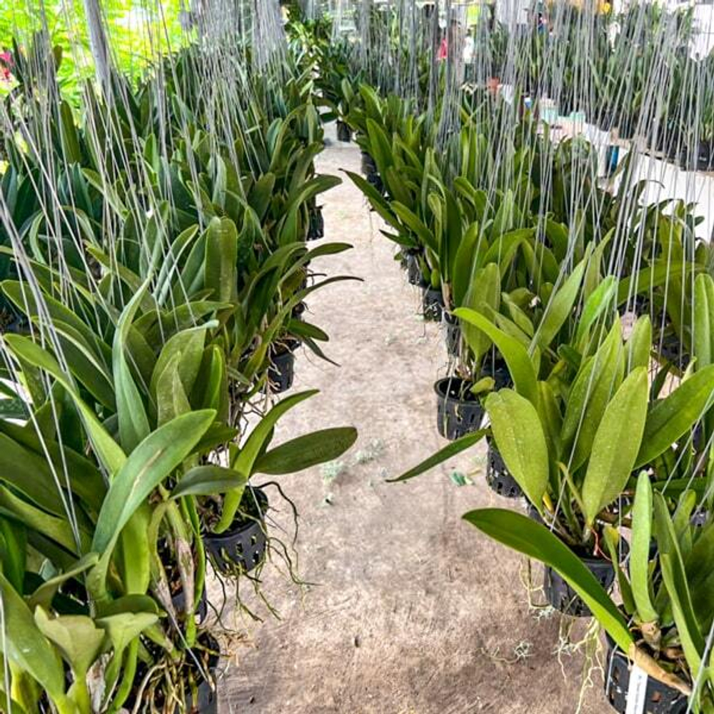 Орхидея ринхолелиокаттлея RLC. MEM. ROBERT STRAIT X C. RONALD HUASERMAN