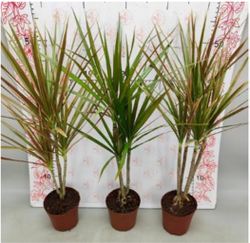 Драцена узколистная Millennial Forest д.11