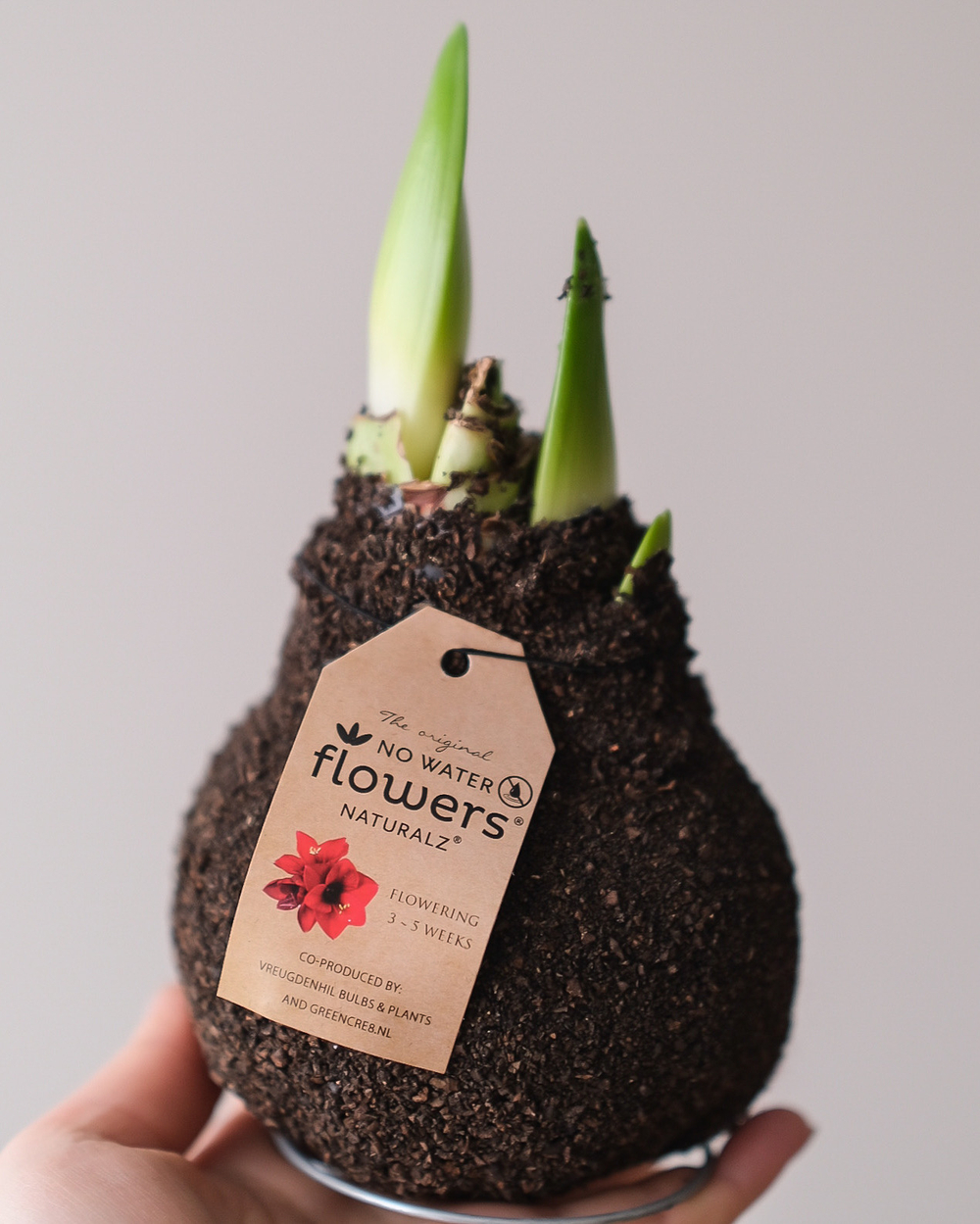 Луковица амариллиса в фактурном воске