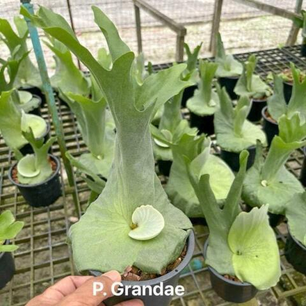 Платицериум P.GRANDAE