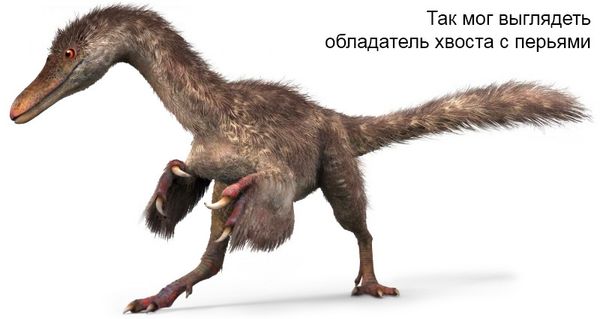 В янтаре обнаружили хвоста динозавра, покрытого перьями В янтаре обнаружили хвоста динозавра, покрытого перьями