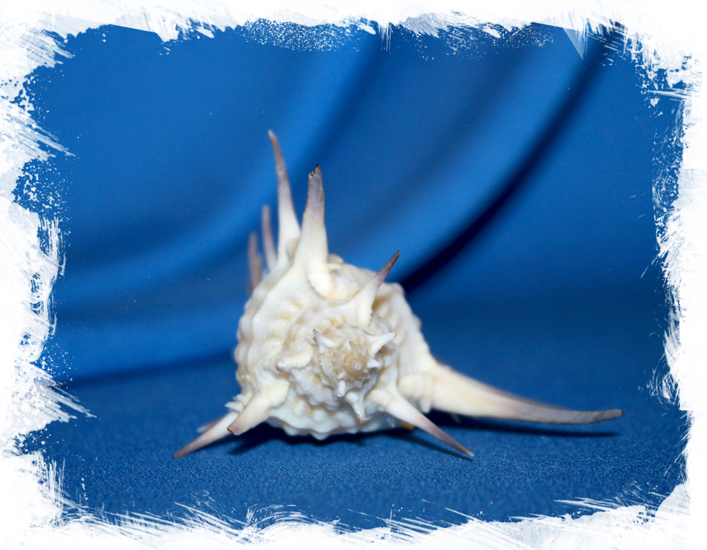 Мурекс терниспина (Murex ternispina), 7-9см, 1шт