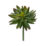 Суккулент темно-зелёный