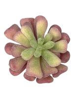 Суккулент 123 сизо-розовый