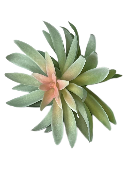 Суккулент 129 сизый