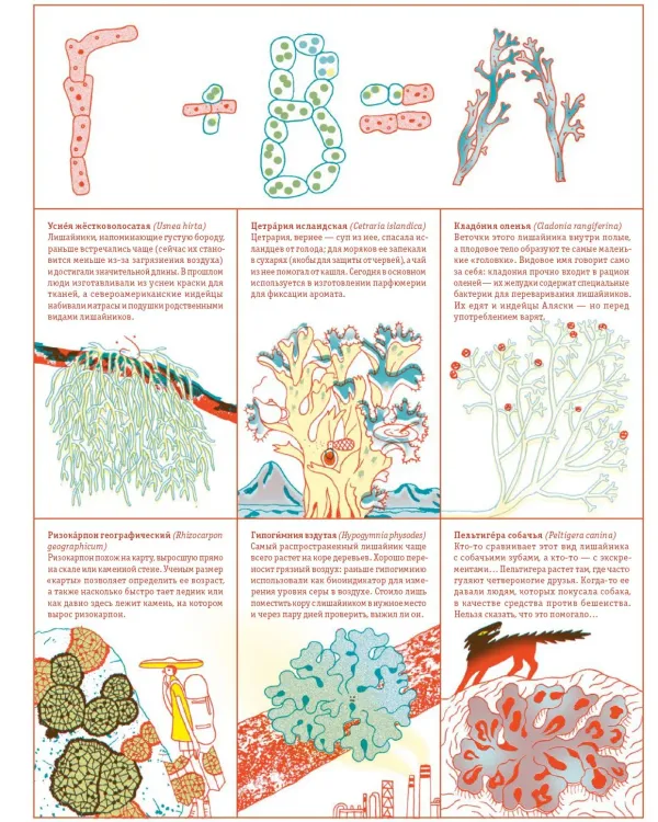 Мико. Полный путеводитель по миру грибов
