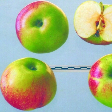 Яблоня Министр Киселёв