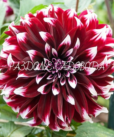 Георгина декоративная Контраст