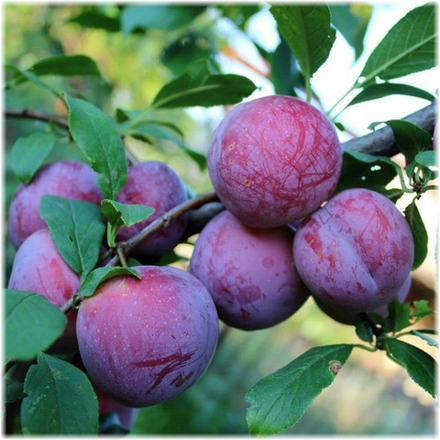 Слива Ренклод Советский