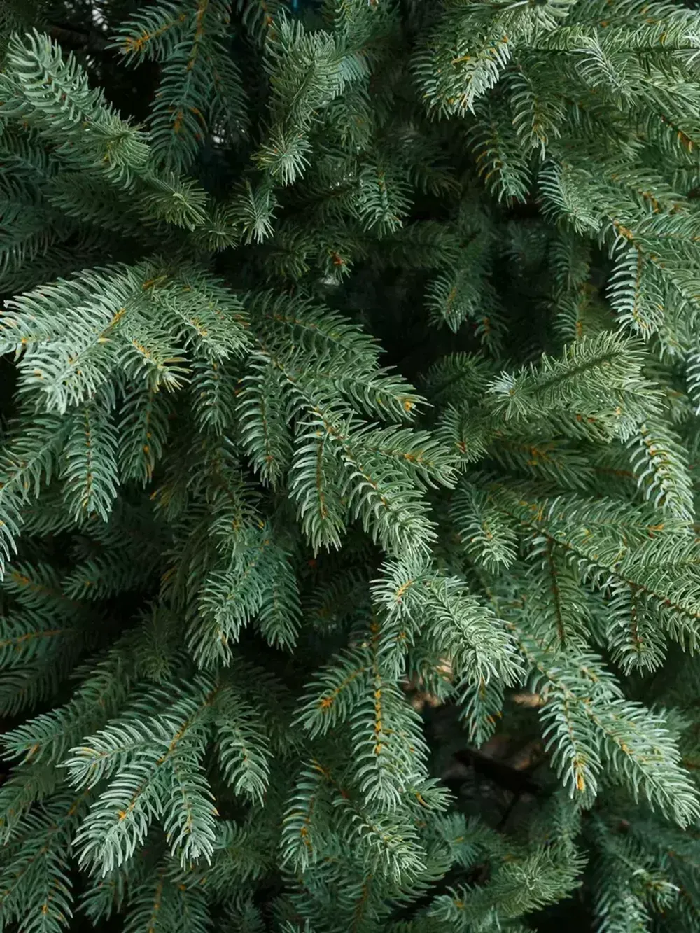 Ель искусственная голубая «Марселло» (Литая хвоя) 240 см / 2.4 м