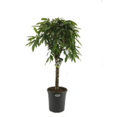 Фикус Orangery ficus binn.amstel king 70/500