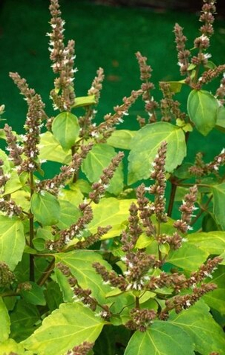 PATCHOULI LIGHT OIL / МАСЛО ПАЧУЛИ ЛАЙТ CAS 8014-09-3 ; 84238-39-1