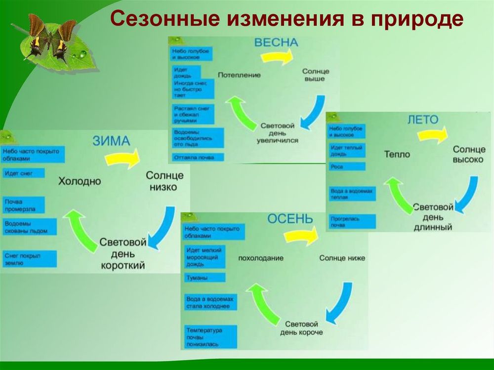 Коллекция Приспособительные изменения в конечностях насекомых — купить по ФГОС | Учебный стандарт