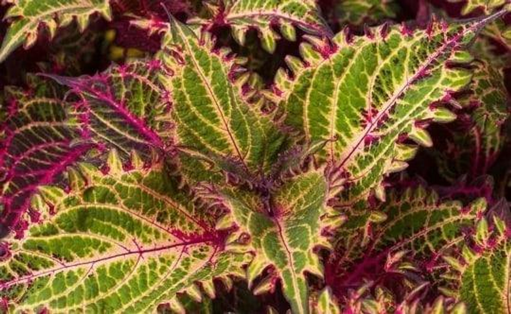 Колеус Peters Wonder укорененный черенок, ОКС