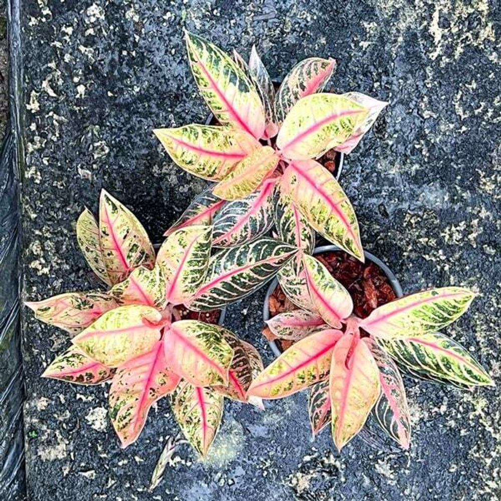 Аглаонема SUMATRA PINK MUTATION