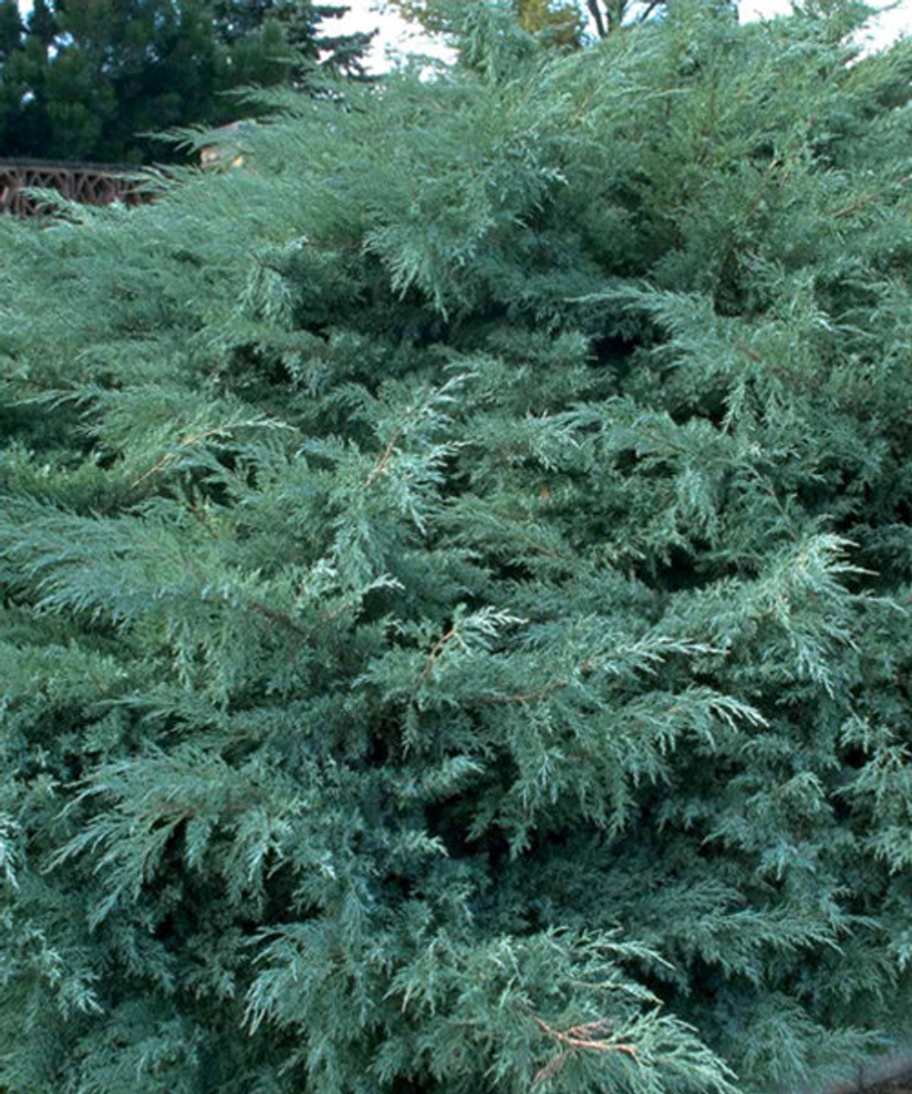 Можжевельник виргинский Хетц С2 20-30