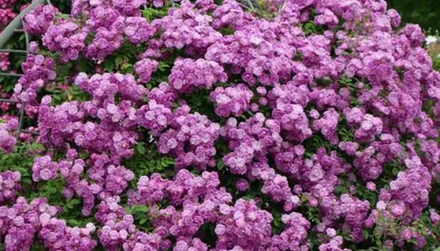 Роза плетистая Пепл Скайлайн ОКС конец апреля -май 2026