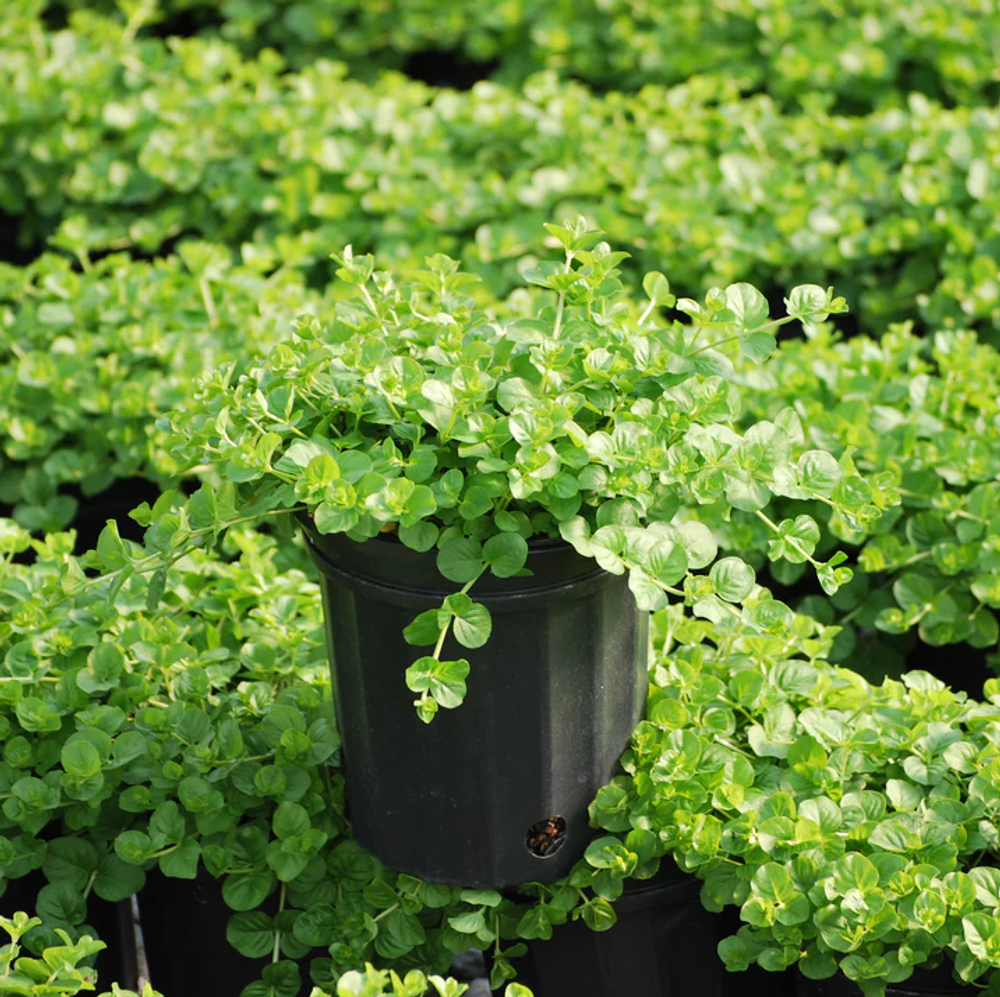 Вербейник монетчатый. Veronica nummularia.