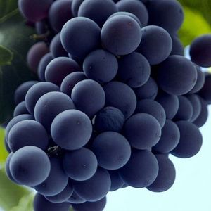 Сенсо (Cinsaut, Cinsault) - черный сорт винограда