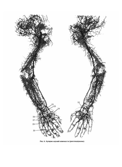 Атлас топографической анатомии человека. Том 3. Верхняя и нижняя конечности | Ю.Л. Золотко