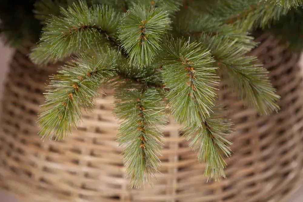 Ель Лесная красавица голубая 185 см., леска+пвх, Triumph Tree (73435)