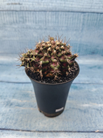 Gymnocalycium T-Rex Pink hybride (Гимнокалициум)