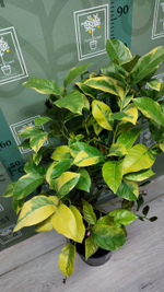 Лимон Variegato Giallo