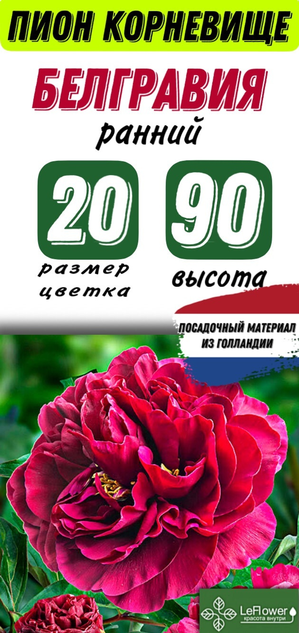Пион Корневище, Белгравия, 1-3почки, 1шт
