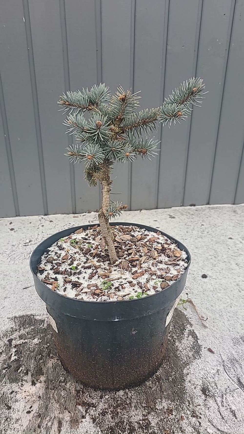 Ель колючая Белобок 5л (20-30см) Закупка М35 наличие 2026